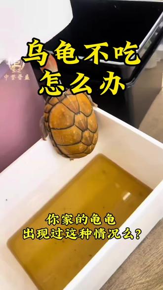 #乌龟 #养龟 #养龟人 #乌龟日常 #养龟技术 @DOU+小助手