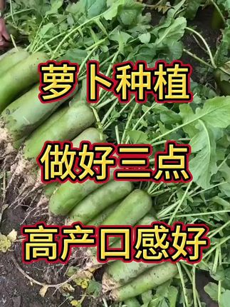 萝卜种植做好这三点,高产口感好#萝卜种植#蔬菜种植#农业种植