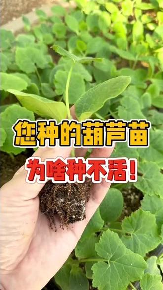 葫芦苗种植教程来了,照着做,都能收获好葫芦哦!#葫芦 #葫芦种植 #葫芦种子苗子 #葫芦福禄