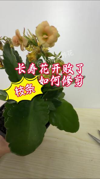 长寿花后枝条就这么去剪#养花小知识 #花卉绿植 #长寿花