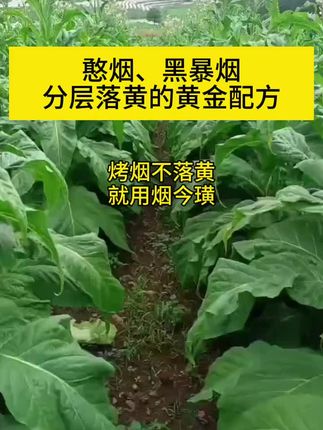 烤烟后期的主要问题解决方案,憨烟、黑暴烟分层落黄的黄金配方!#烤烟