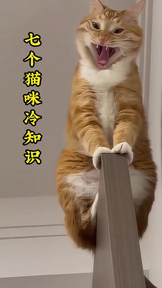 7个猫咪冷知识,你知道几个?#养猫人 #新手养猫 #养猫知识 #养猫经验分享 #养宠进阶指南