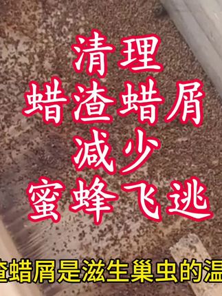 清理蜡渣蜡屑避免蜜蜂飞逃 清理蜡渣蜡屑避免蜜蜂飞逃#养蜂技术 #农村养蜂人
