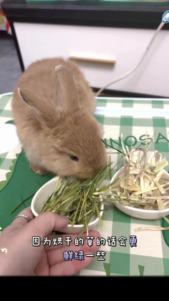 兔子到底吃什么 养兔3年总结:让兔子长寿的「黄金食谱」,新手必看科学喂食清单#兔子 #科学喂养兔兔 #宠物兔 #侏儒兔 #垂耳兔