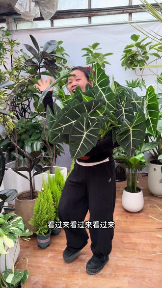 #真实生活分享计划
高级感满满的绿天鹅
#花卉绿植
你在养花 花也在养你吖
菇凉 请自信又勇敢的绽放🌹
#正能量 #爱生活爱养花