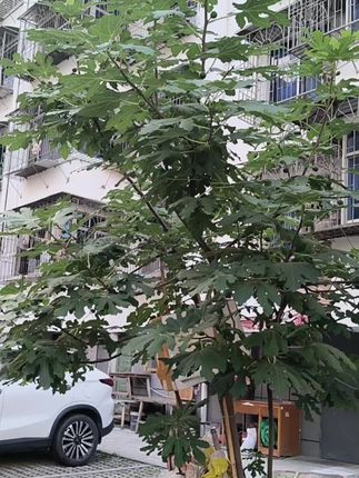 我们已经到达新疆,这一路给姐姐和亮哥王杰他们带来了很多麻烦,我挺愧疚的,这一路,梦秋和妙妙也挺闹腾的,感谢亮哥这一路的包容,不知道接下来还会发生什么,姐姐亮哥王杰他们对我的好,我无以为报,还是要谢谢他们#记录真实生活#旅行vlog#姐姐亮哥王杰#感恩#广式五仁月饼