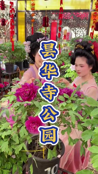 来昙华寺的牡丹花开了!快来拍照打卡呀!#牡丹花展 #昙华寺 #昙华寺牡丹花展 #想去云南的心达到巅峰#牡丹花 @DOU+上热门