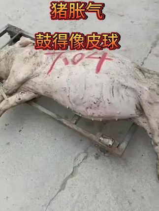 #养猪 #养猪人 #养猪人加油干 #养猪人不容易 #养猪人的日常生活