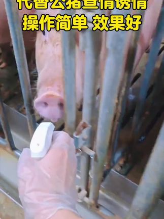 #公猪气味剂 #代替公猪 #母猪不发情