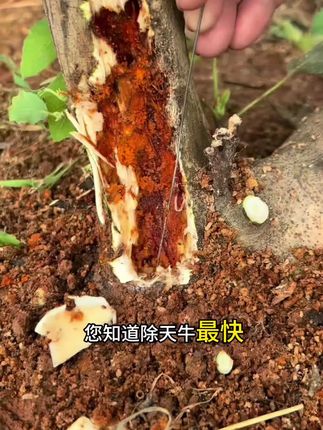 #天牛幼虫 #天牛克星 #天牛防治 #天牛