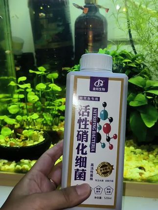 活性硝化细菌,电解生物酶,本品是高浓缩活菌,所有观赏鱼都可以使用,可以快速分解鱼便,除腥臭,降解氨氮,亚硝酸盐,净化水质,定期添加,可以维护鱼缸 ph值稳定,