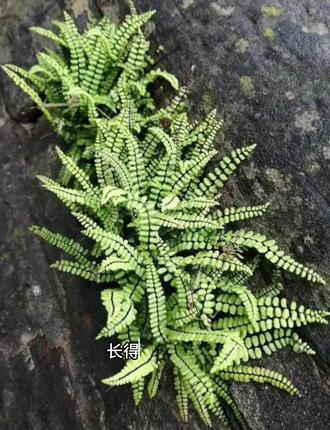 这就是会下蛋的蜈蚣草,也叫肾蕨,你见过吗?#肾蕨 #蜈蚣草 #植物科普