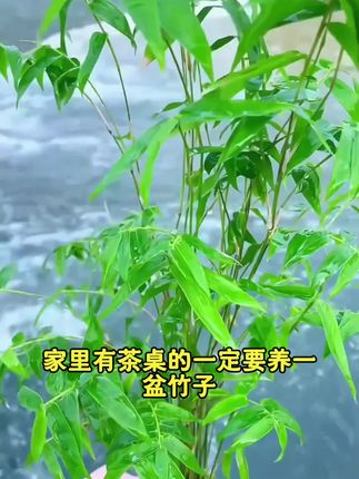 米竹#绿植盆栽