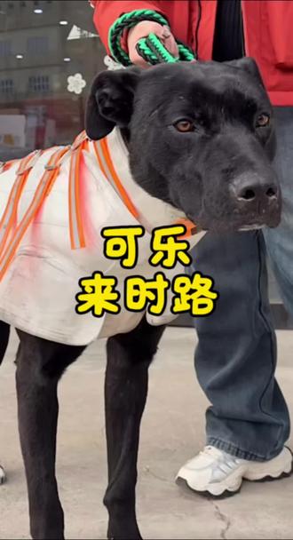 可乐来时路 赠品就没次狗 大可乐猛的同时也要保护好自己 出征平平安安归来#西北刀客可乐#护农猎犬#赠品@西北刀客-公益护农 @西北刀客-机油手 @西北刀客-徐晒晒 @西北刀客摄影-李