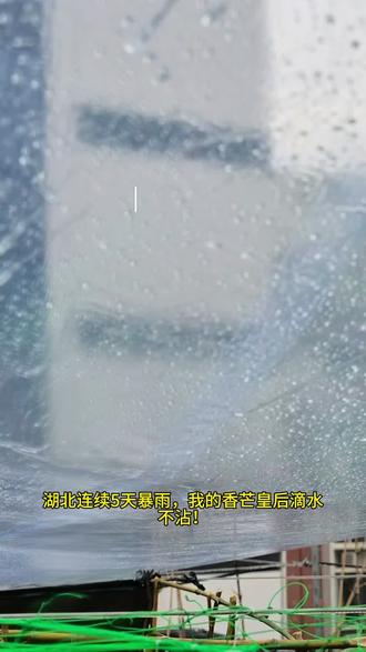 防暴雨种菜棚,看完直接上手 这个滑梯式排水棚,暴雨天也能让菜根不泡水里,步骤简单,顶楼小院都能学#种菜 #楼顶种菜 #种菜小技巧 #防暴雨
