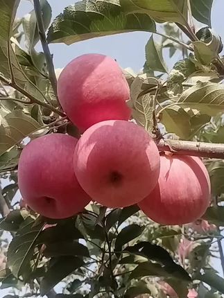 #洛川晚熟纸袋红富士苹果🍎!#苹果🍎原产地优选!#皮薄肉厚,脆甜多汁,口感特别好#我为洛川苹果🍎代言#卖洛川苹果🍎我是认真的!