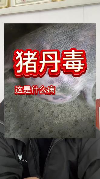 猪丹毒怎么治疗?#养猪 #养猪技术