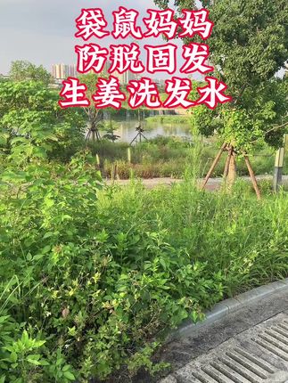 经常熬夜头发一抓一大把的,细软塌的姐妹,一天不洗头就油还有头屑,试下这个#袋鼠妈妈防脱洗发水 #养发护发 #控油蓬松 #洗护好物 #好产品一起分享