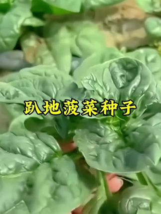 趴地菠菜种子 四季抗病耐热寒春秋农家菜园蔬菜#家庭种植 #蔬菜种子 #种菜 #阳台种菜 #农业种植 @抖音创作小助手