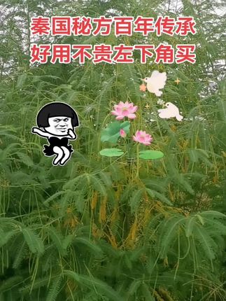 #泰国秘方 #植物萃取 #居家好物 #好用不贵经济实惠 #好物推荐🔥