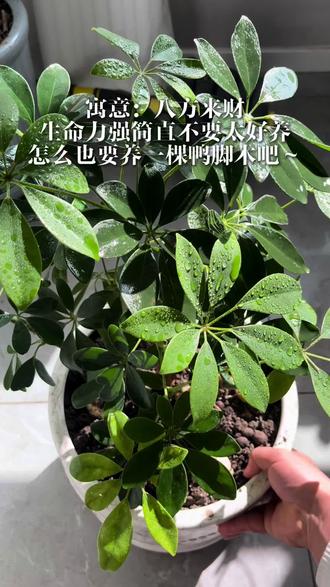 南方真的到处绿化带养的都是鸭掌木? #晒晒我的花花草草 #这谁受得了 #鸭掌木 #养花修心