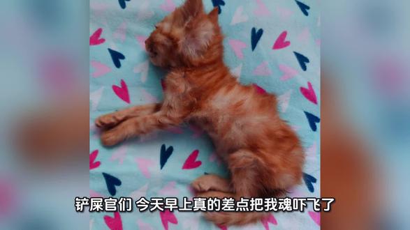 家人们一定要引以为戒!
奶猫低血糖真的太凶险了😭
差点我家小土豆就去喵星了!
幼猫体质弱、饿太久、受凉应激
都容易突发低血糖
浑身发软、走路摇晃、四肢冰凉、精神蔫蔫
严重还会抽搐昏迷!
急救记住两点:保暖+补糖
喂点蜂蜜水、葡萄糖水,小口慢喂
再少量多次喂羊奶粉
养猫人都赶紧收藏,关键时刻能救猫命❗️
#猫咪低血糖 #奶猫急救 #新手养猫 #养猫干货