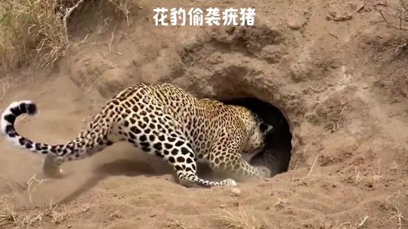 花豹偷袭疣猪翻车了#野生动物零距离 #动物的迷惑行为 #看动物世界品百味人生 #神奇动物在抖音