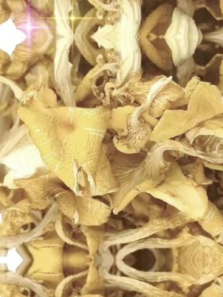 【东北吉林榆黄蘑干】干货东北蘑菇味美鲜香炒菜炖菜好蘑菇#好物推荐🔥