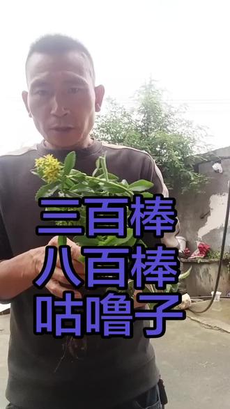 #我为家乡农产品代言 #纯天然绿色食品 #三农 #我的乡村生活 #抖音美食创作人 @张春哥草药材 @燕子@