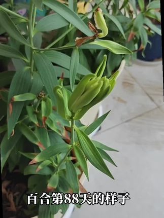 夏天的百合没有空调房就是这个样子~有花看有香味闻~其他的不强求#创作灵感 #阳台种植 #我的花花草草🌸🌸 #养花人的乐趣 #种植百合