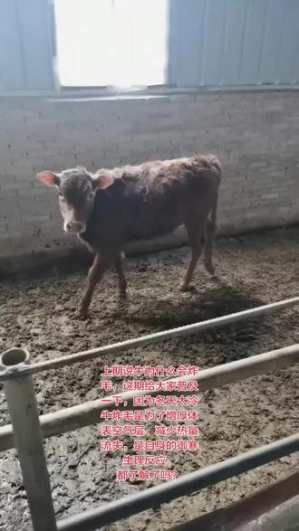 牛为什么会炸毛?都了解没?@DOU+小助手 @@DOU+好生意 #自家养殖