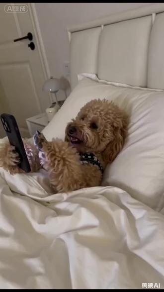 谁家的小狗不睡觉 #熬夜小狗 #泰迪犬
