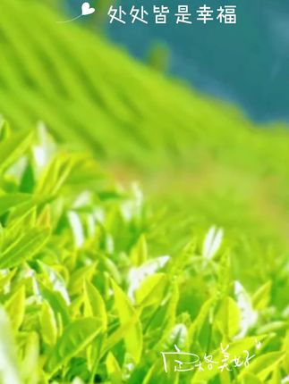 无污染无添加剂欧标茶叶,