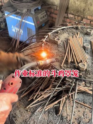 #抖音推广 #斗鸡爱好者 #斗鸡热门 #斗鸡罩笼#斗鸡笼子
