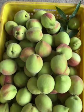 #纯天然绿色食品 #优质水果 #快来一起尝个鲜 自己家的果园,现摘现发