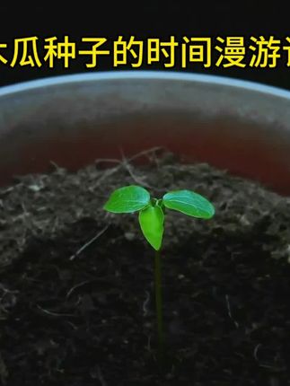 记录了木瓜种子盆栽成长过程太治愈了 #我的花花草草🌸🌸 #原创视频 #新农人计划 #延时摄影 #家庭种植
