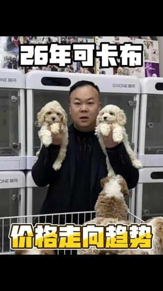 26年可卡布价格走向趋势 #可卡布 #北京同城 #毛孩子 #萌宠出道计划