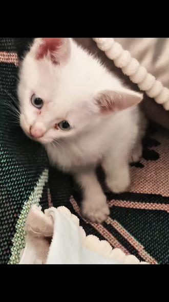 噢~小猫咪~啊啊啊~小猫咪#瓦瓦#小猫咪