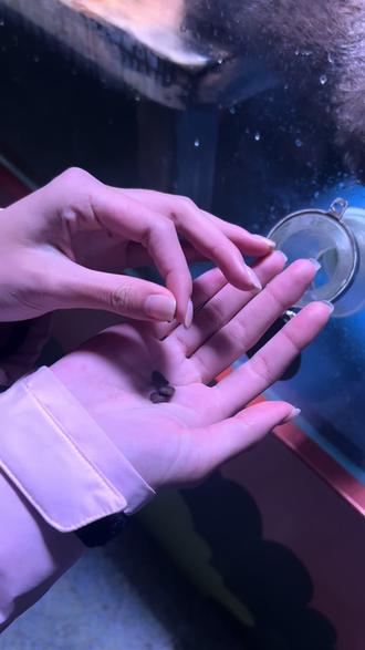 怎么这么可爱水獭宝宝🦦#水獭 #海洋公园 #喂食