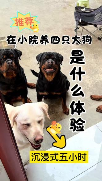 Vlog9|在小院养四只大狗到底有多爽?!#罗威纳狼狼 #罗威纳 #vlog日常 #宠物配餐 #狗狗