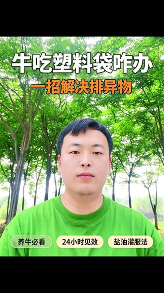 牛吃塑料袋,一招解决排异物! #养牛技术 #牛羊养殖 #养牛人 #育肥牛 #大伟聊养殖
