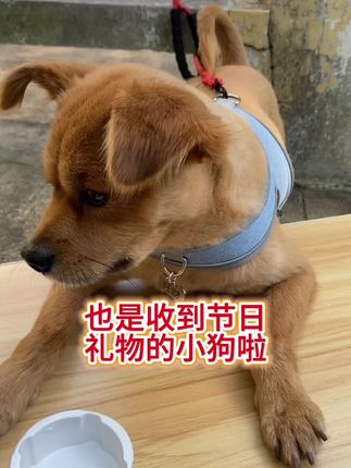 这一方面,我真不如我的小狗#狗狗是人类最忠实的朋友 #我家的毛孩子 #狗狗是生活的解药 #小狗治愈一切 #毛孩子可以治愈各种不快乐
