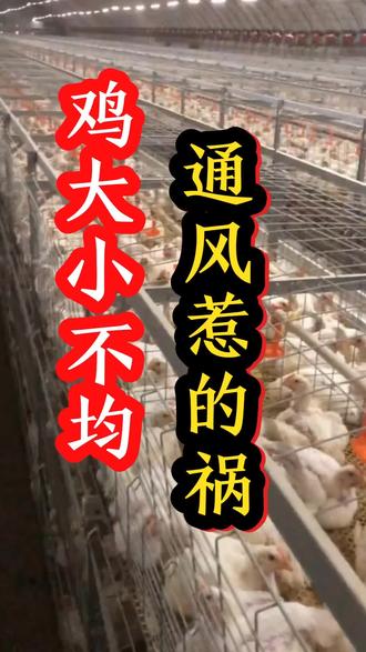 鸡大小不均匀通风上边找原因#笼养肉鸡辽宁山东河南河北#白羽肉鸡养殖