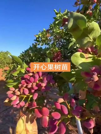 开心果苗嫁接开心果树苗南方北方种植当年结果盆栽地栽开心果#开心果树苗#开心果#优质农产品 #三农流量扶持计划 #开心果种植