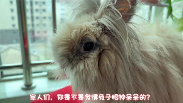 兔子视力冷知识:原来它们看世界和我们完全不一样!#兔兔这么可爱 #萌宠出道计划 #萌宠日常记录