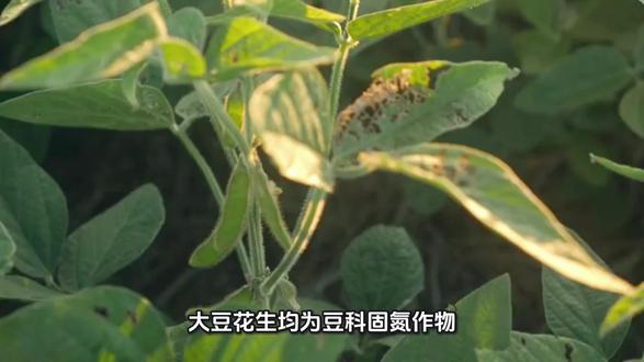 大豆、花生播种期固氮菌剂与钼酸铵协同施用技术要点及应用方法