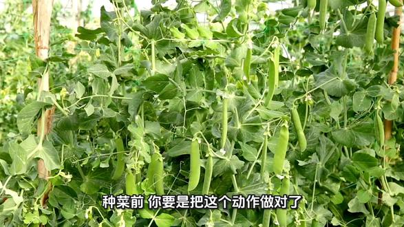 #农业种植小技巧分享 #创作者中心 #创作灵感 #种菜 种菜前,土壤这样处理一下,病虫害少一半!