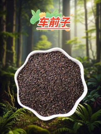 车前子 #车前子 #纯天然#无添加#精品干货#大自然的馈赠