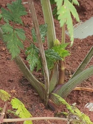 #农村生活 #一分耕耘一分收获