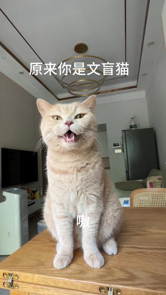 #喵星人的日常 现在报班还来得及吗
